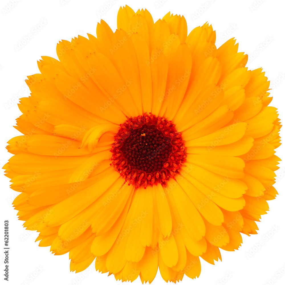 Calendula flower isolated on the white background Calendula flower isolated on the white background
