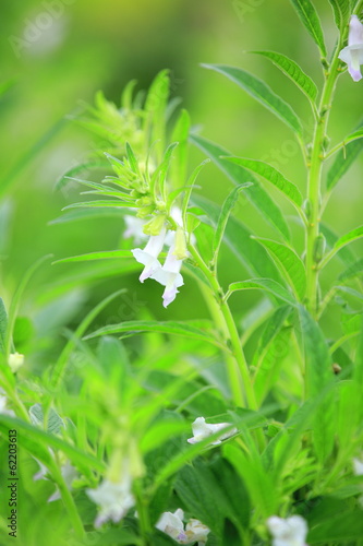 sesame plants with flower 