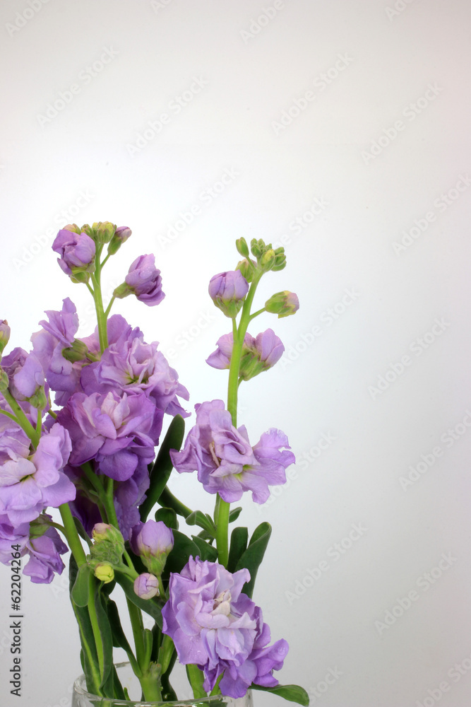 Fototapeta premium ストックフラワー