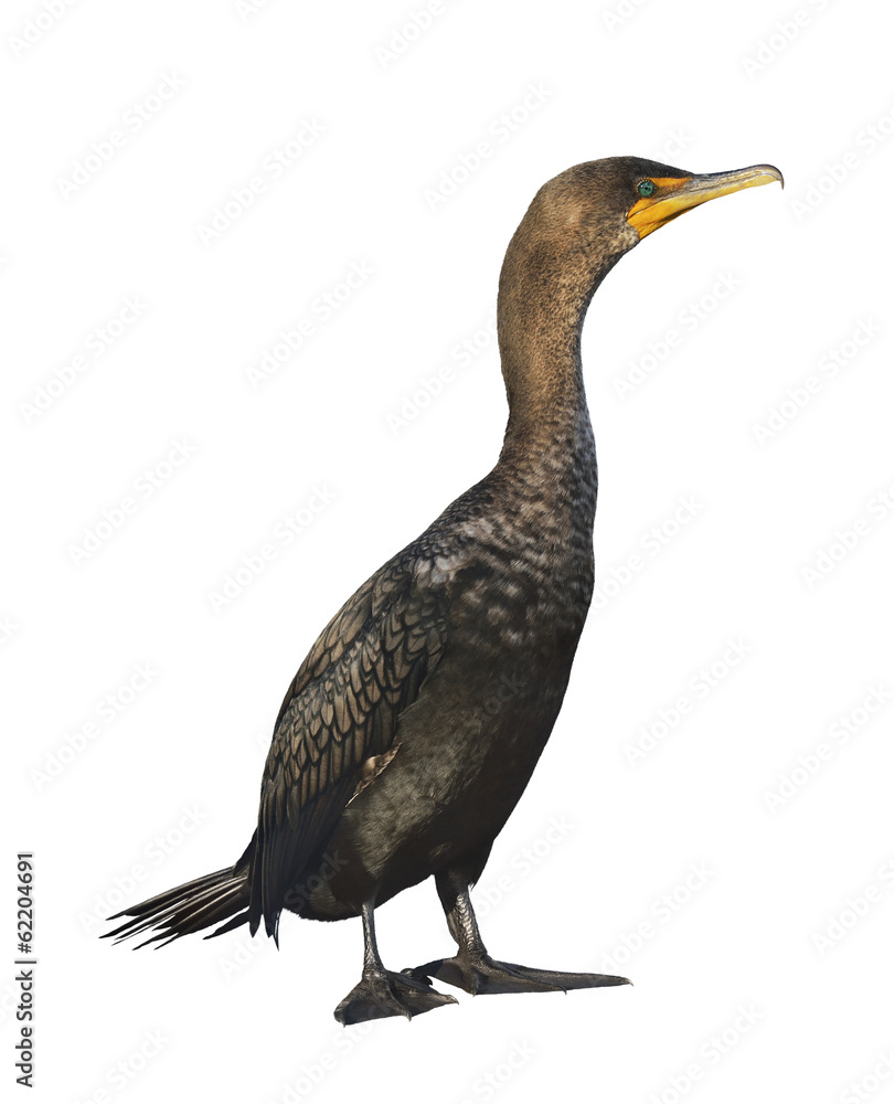 Fototapeta premium Double-crested Cormorant