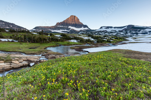 Glacier National Park - Reynolds Mountain over wildflower field photo