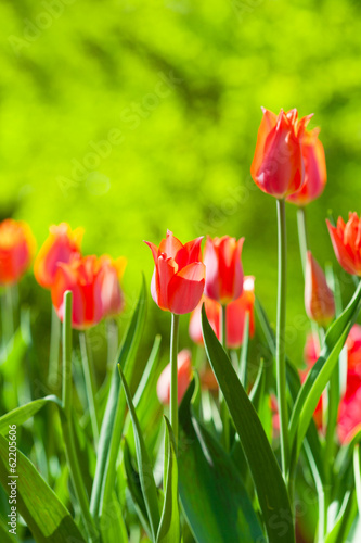 Spring field with red tulips