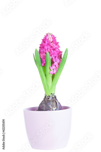 Spring flowers of hyacinth in clay pink flowerpot 