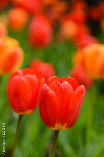 Red and Orange Tulips in the Garden