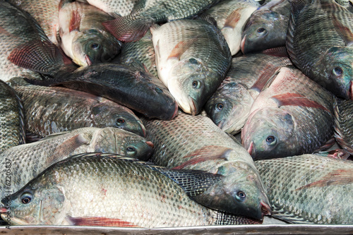 Fresh raw mackerel fish