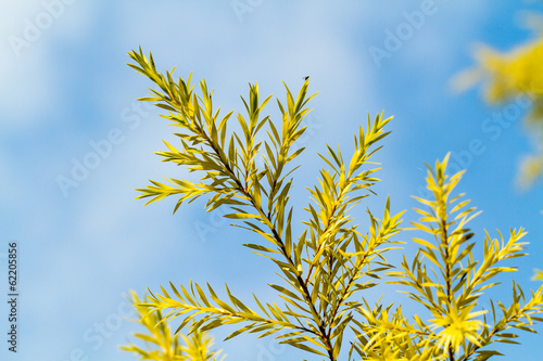 Pine Leaf Close-up Blue Sky
