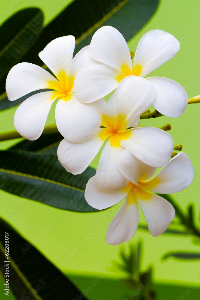 Obraz premium Frangipani flower,Thailand