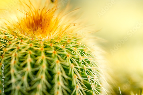Cactus Thorn Close up