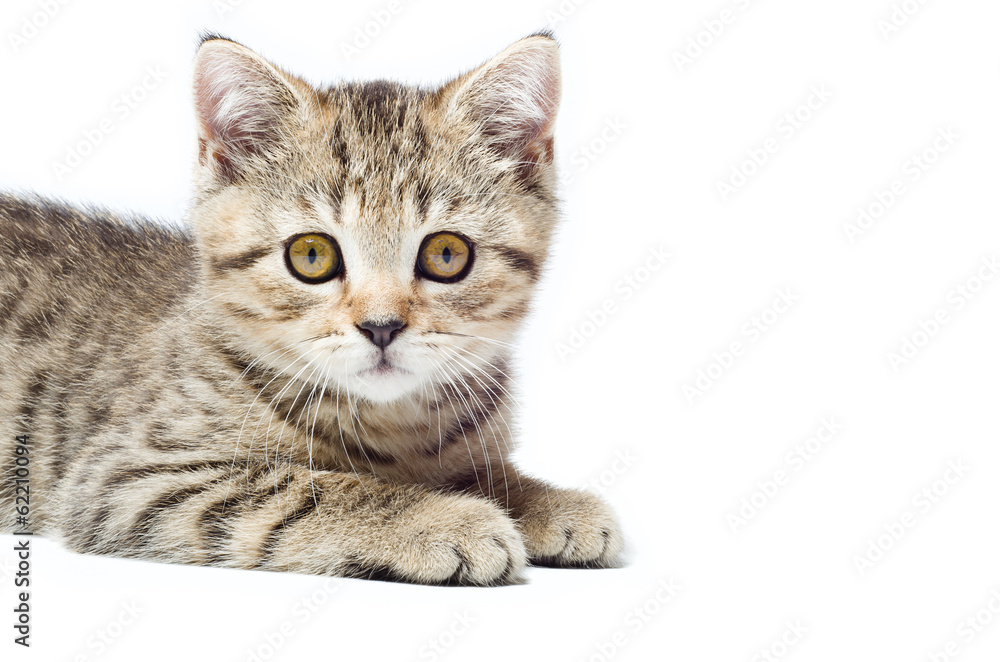 Portrait of a attractive kitten Scottish Straight closeup