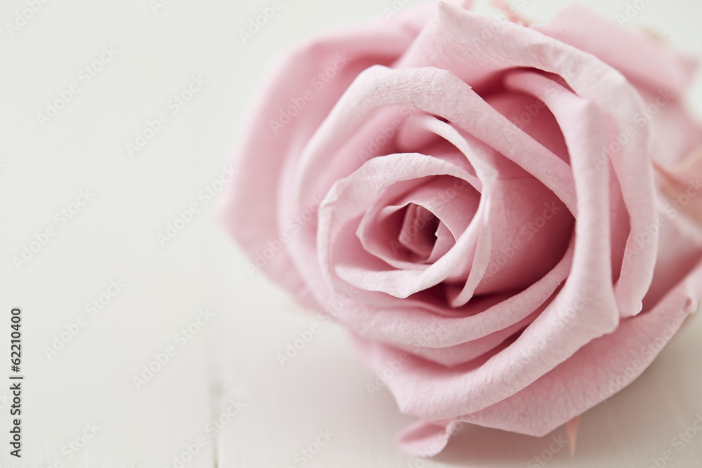 Pink rose Pink rose
