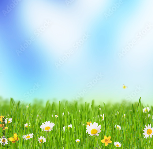 Fototapeta Naklejka Na Ścianę i Meble -  Spring meadow with chamomile flowers