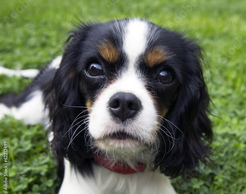 cavalier spaniel