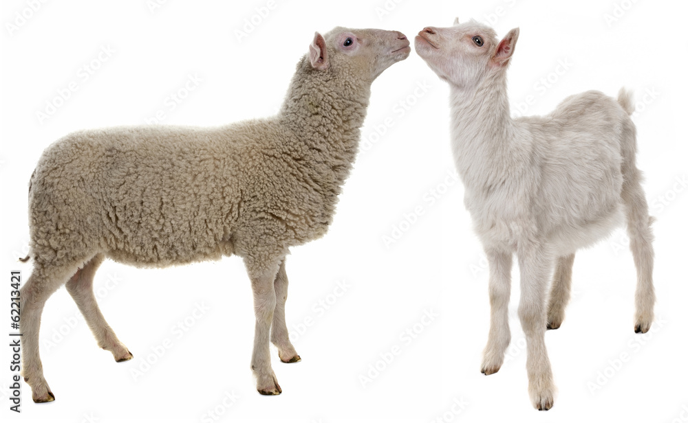 Fototapeta premium lamb and kid isolated on white background