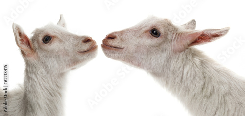 Fototapeta Naklejka Na Ścianę i Meble -  a funny white goats kissing
