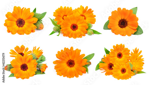 Collage of marigold flowers © margo555