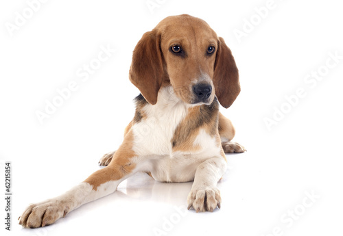Obraz na płótnie Beagle Harrier