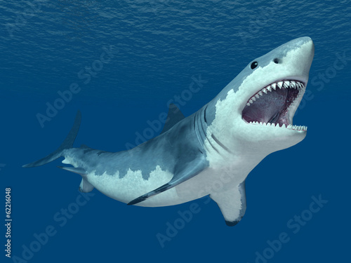 Great White Shark © Michael Rosskothen