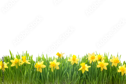 Fototapet spring narcissus flowers in green grass