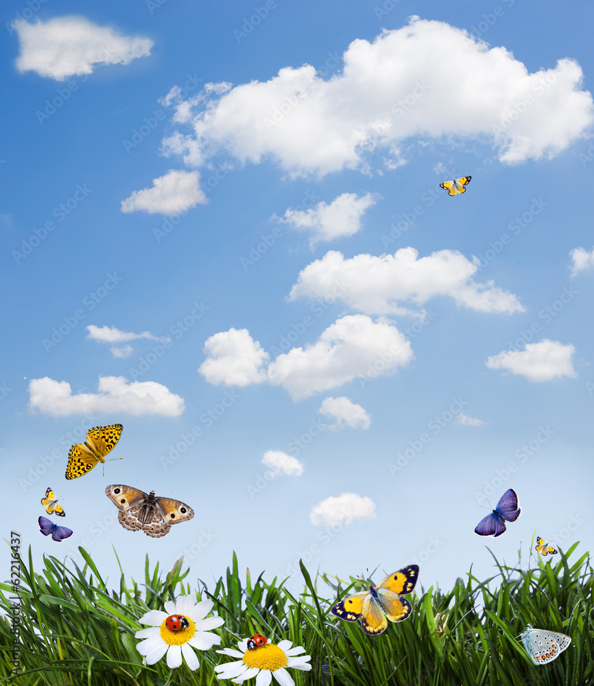 Obraz premium Grass with flowers