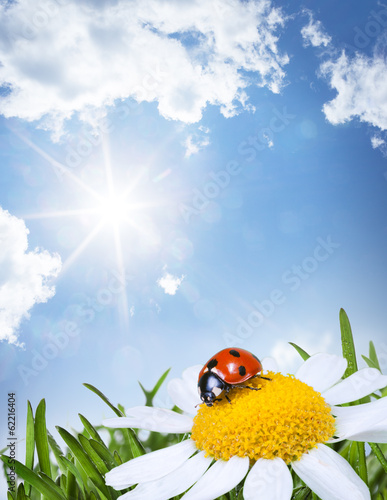 chamomile and ladybug