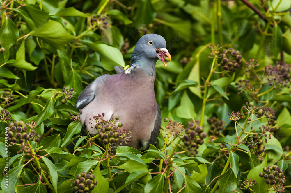 Fototapeta premium Wood Pigeon (Columba palumbus)