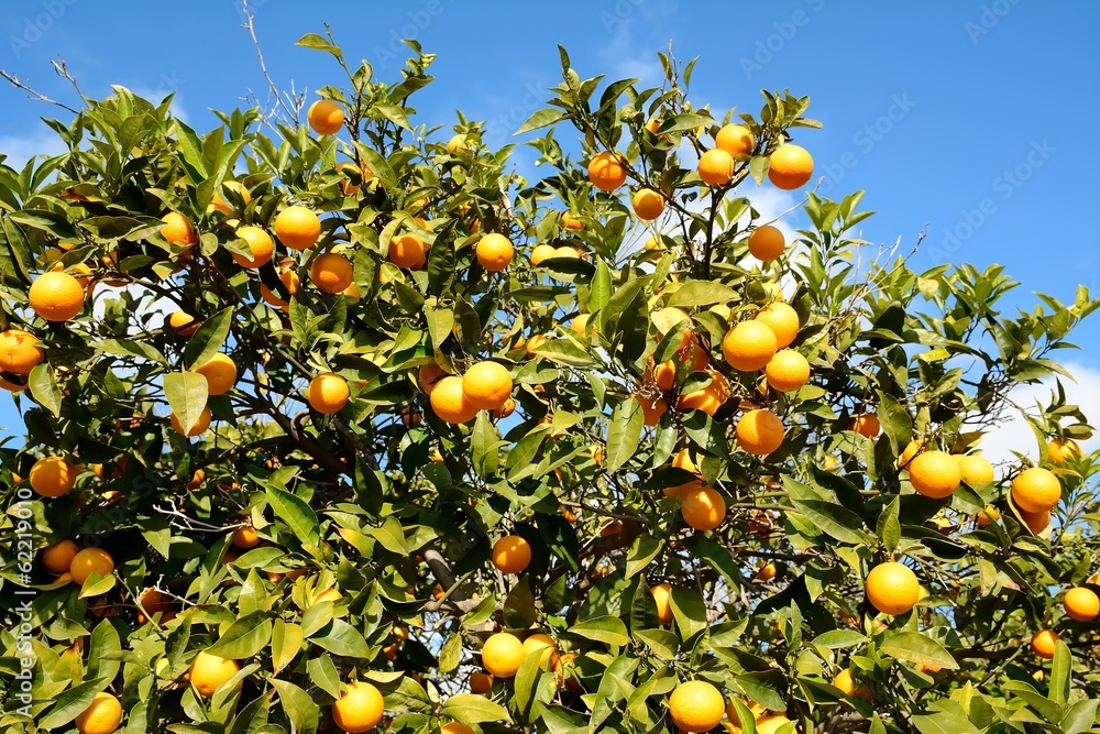 Orange tree