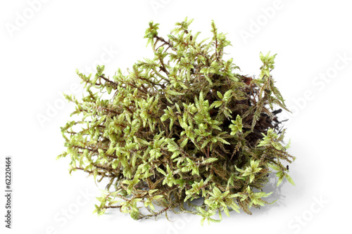 Green moss (Pleurozium schreberi)