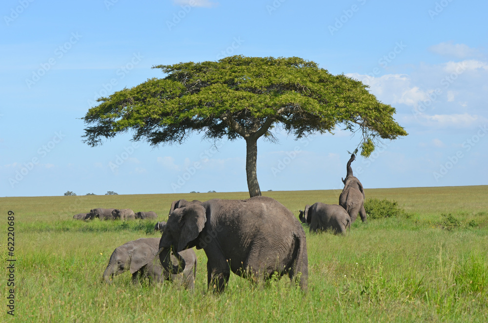 Fototapeta premium troupeau de pachydermes