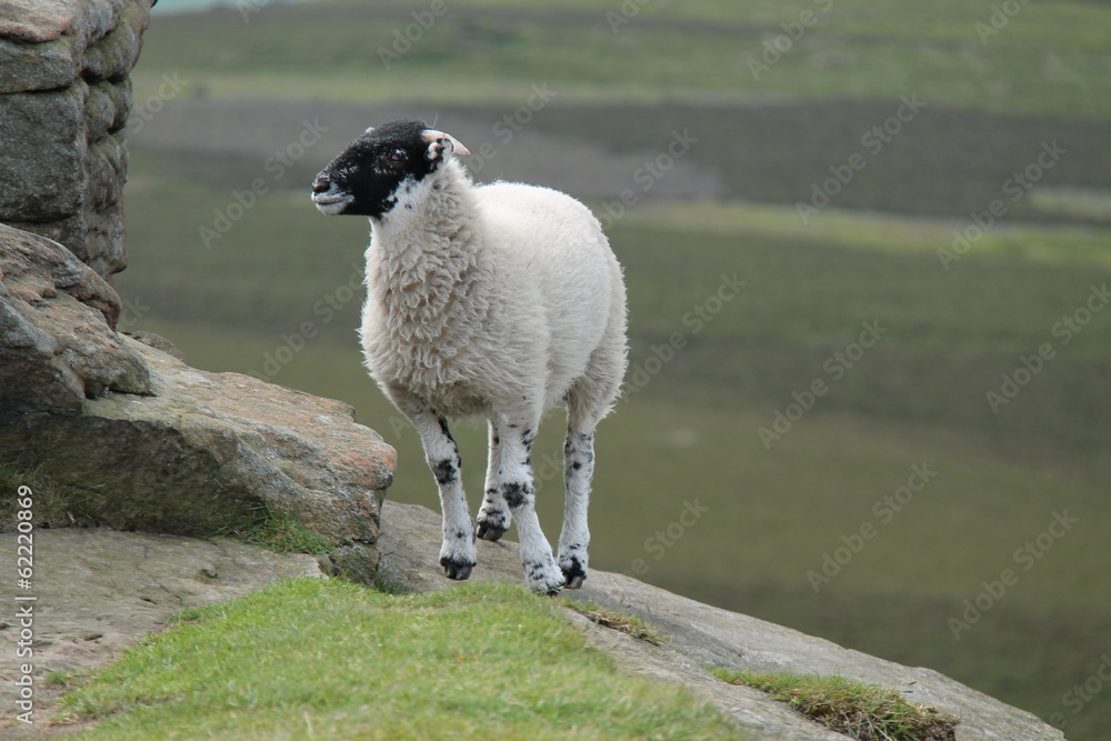 Naklejka premium A Black Faced Sheep Standing on a Rocky Outcrop.