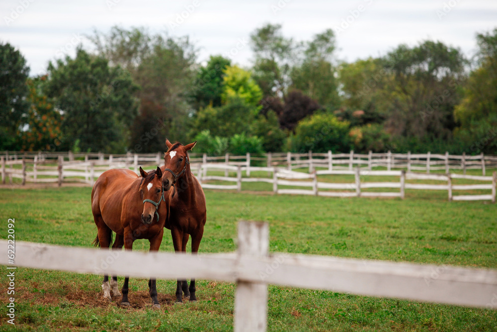 Two chestnut horses standing together