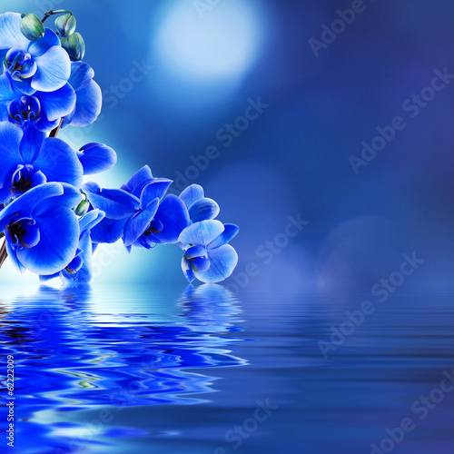 Fototapeta Naklejka Na Ścianę i Meble -  floral background with orchids open reflection in water