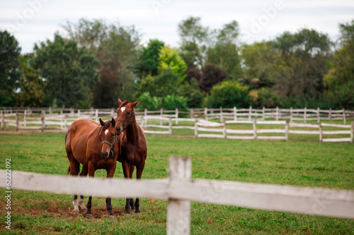 Two chestnut horses standing together © malivoja