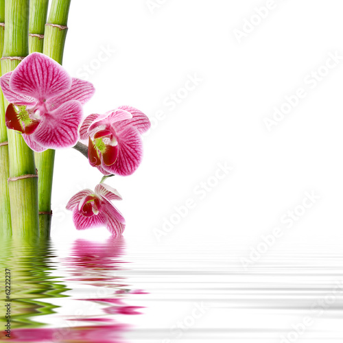 Fototapeta Naklejka Na Ścianę i Meble -  orchid flower in closeup with reflection in water