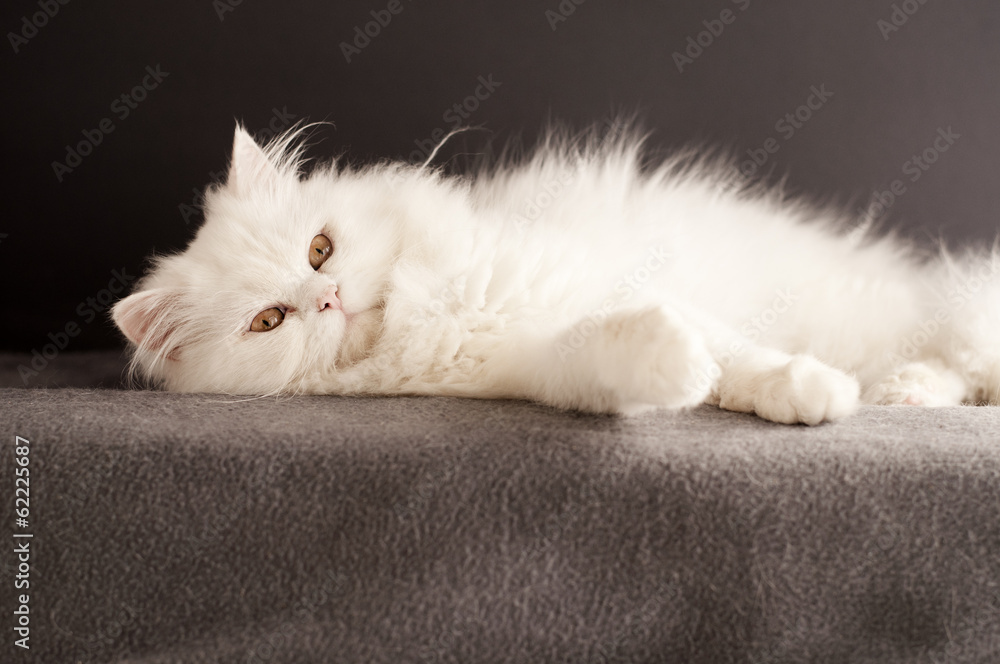 White cat relaxing