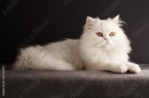 White cat relaxing photo