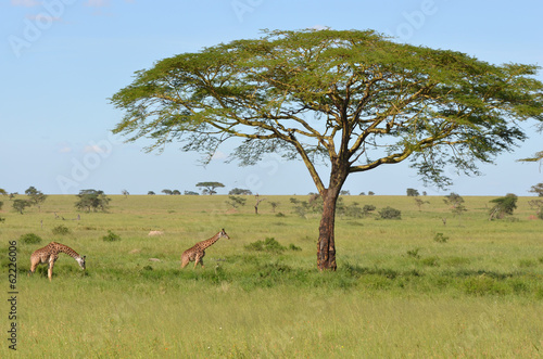 savane et girafes