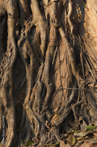 Roots and a trunk of a tree