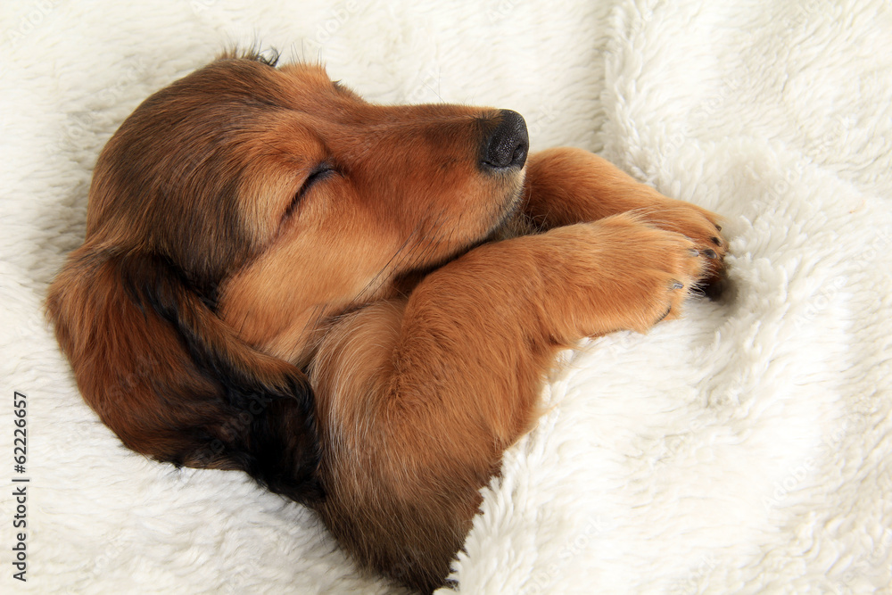 Sleeping dachshund puppy - obrazy, fototapety, plakaty 