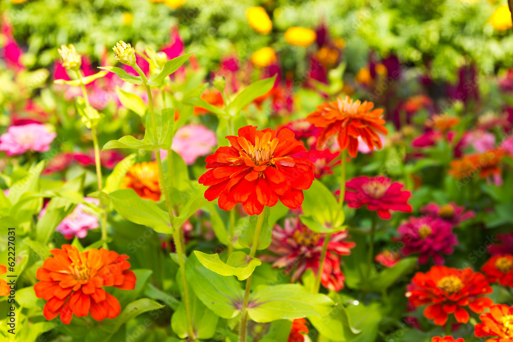 flower flower