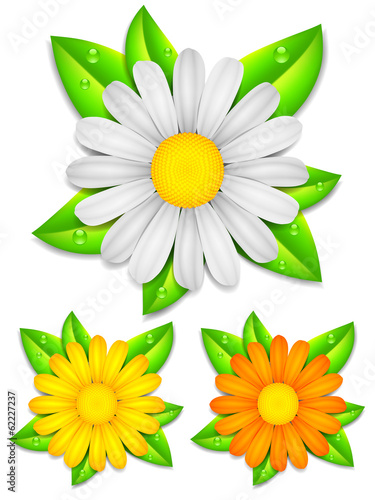 Fototapeta Naklejka Na Ścianę i Meble -  Daisy chamomile flowers.