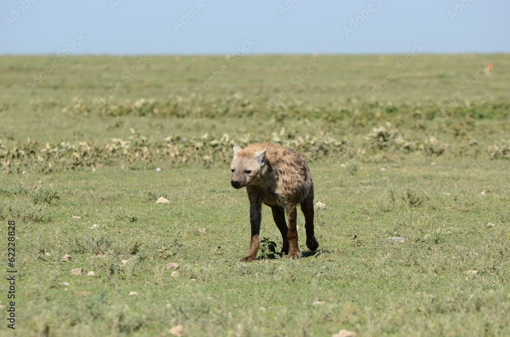 Fototapeta premium chien sauvage d'afrique