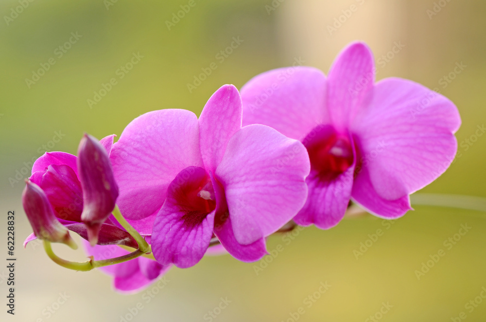 Obraz premium Purple Dendrobrium orchids.