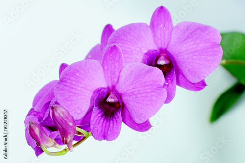 Purple Dendrobrium orchids.