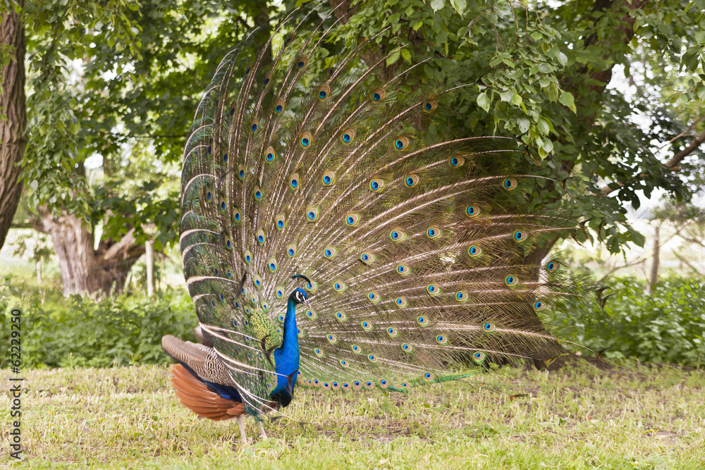 Obraz premium Pfau, peacock