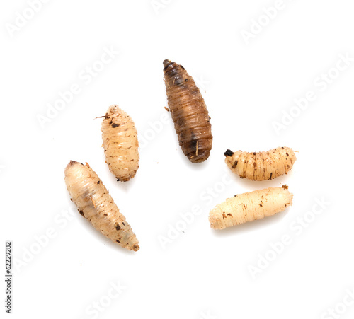 maggot on a white background
