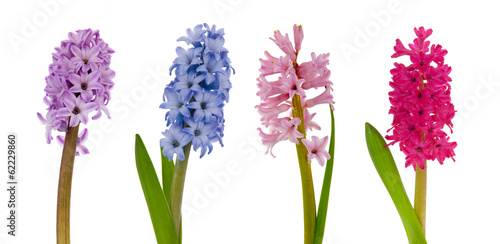 Fototapeta Naklejka Na Ścianę i Meble -  Blooming hyacinths