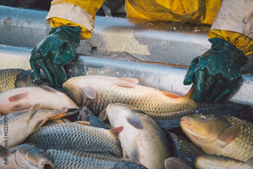 Fotografie Fisherman at work/fishing industry