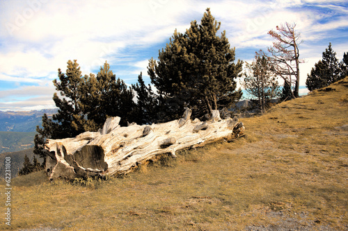 Ageing Tree Trunk Lies on the Mountainside