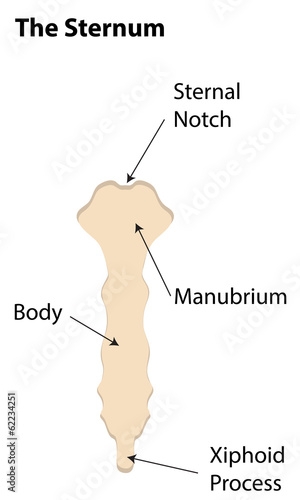 The Sternum Labeled Diagram