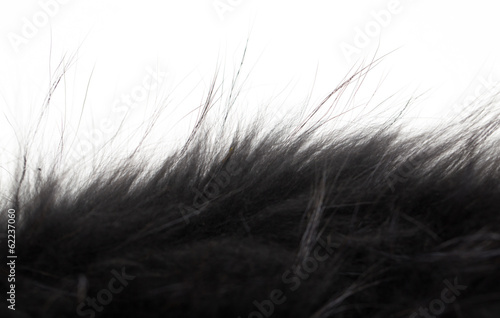 black fur on white background